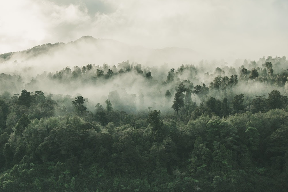Why Are Rainforests Important?