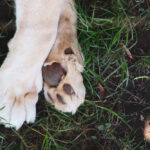 Paws Can Help Dogs Regulate Their Temperature