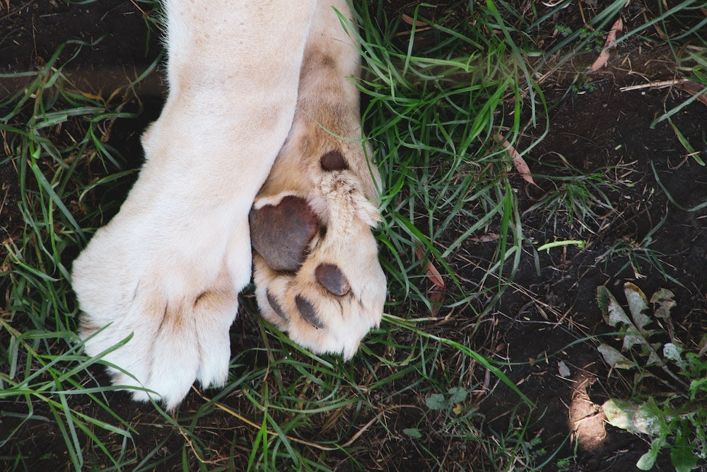 Paws Can Help Dogs Regulate Their Temperature