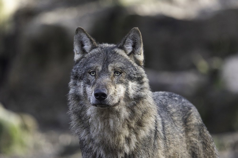 How Do Mammals Regulate Their Body Temperature?