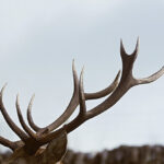 What's the Difference Between Antlers and Horns?