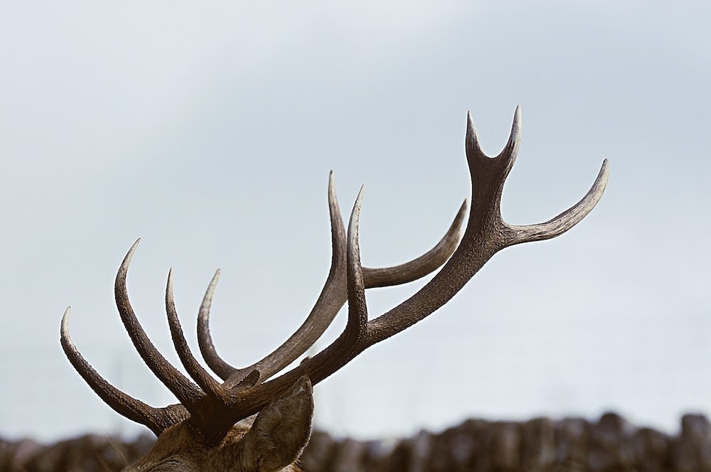 What's the Difference Between Antlers and Horns?