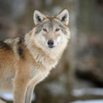 Are North American Wolves Endangered?