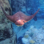 Misunderstood Mesos: Cownose Ray