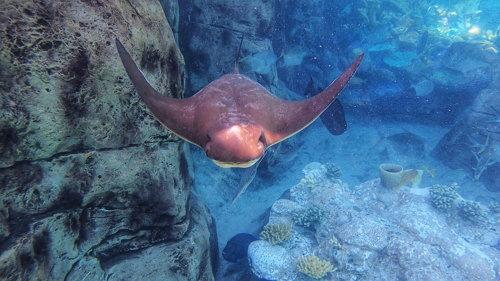 Misunderstood Mesos: Cownose Ray