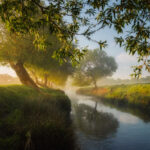 Biodiversity Is Integral to Ecosystem Health