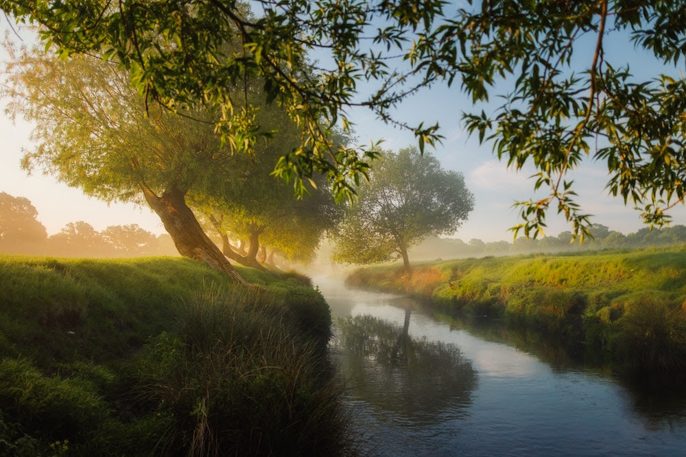 Biodiversity Is Integral to Ecosystem Health