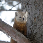 Misunderstood Mesos: Pacific Marten