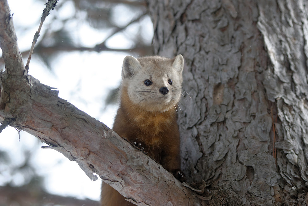 Misunderstood Mesos: Pacific Marten