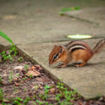 What North American Animals Hibernate?