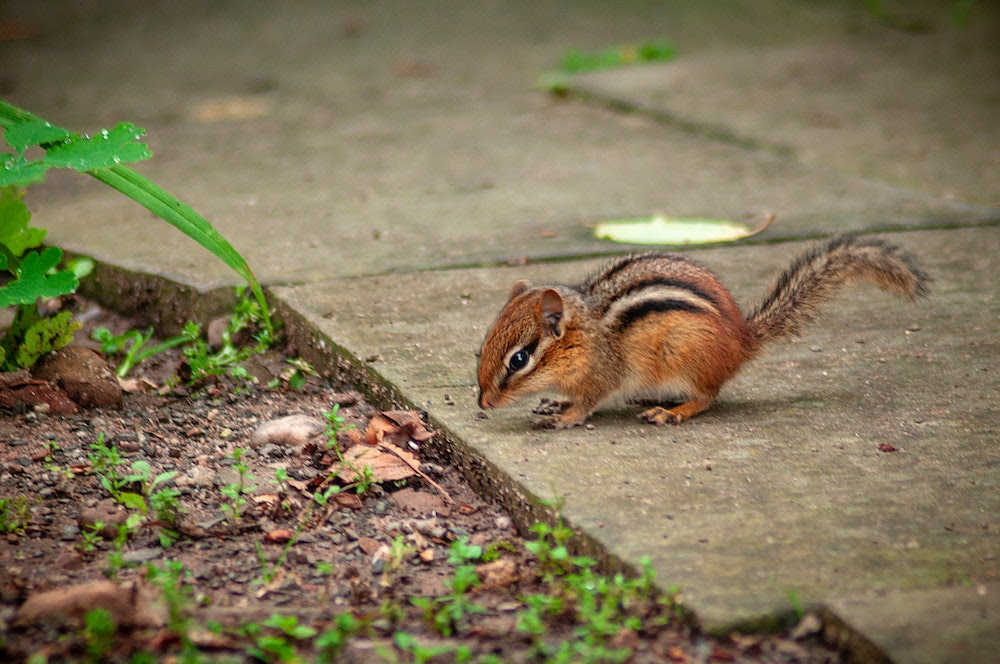 What North American Animals Hibernate?