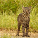 What Wild Cats Live In North America?