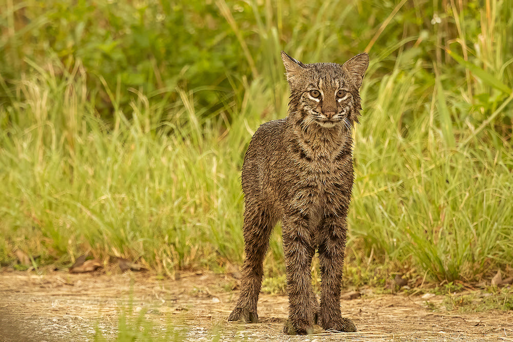 What Wild Cats Live In North America?