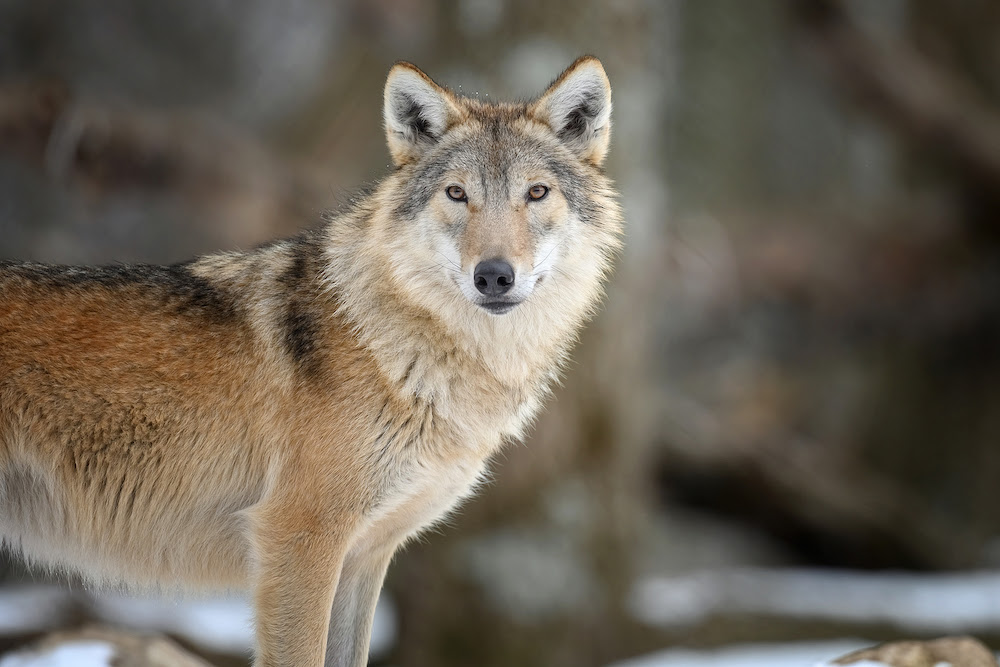 Are North American Wolves Endangered?