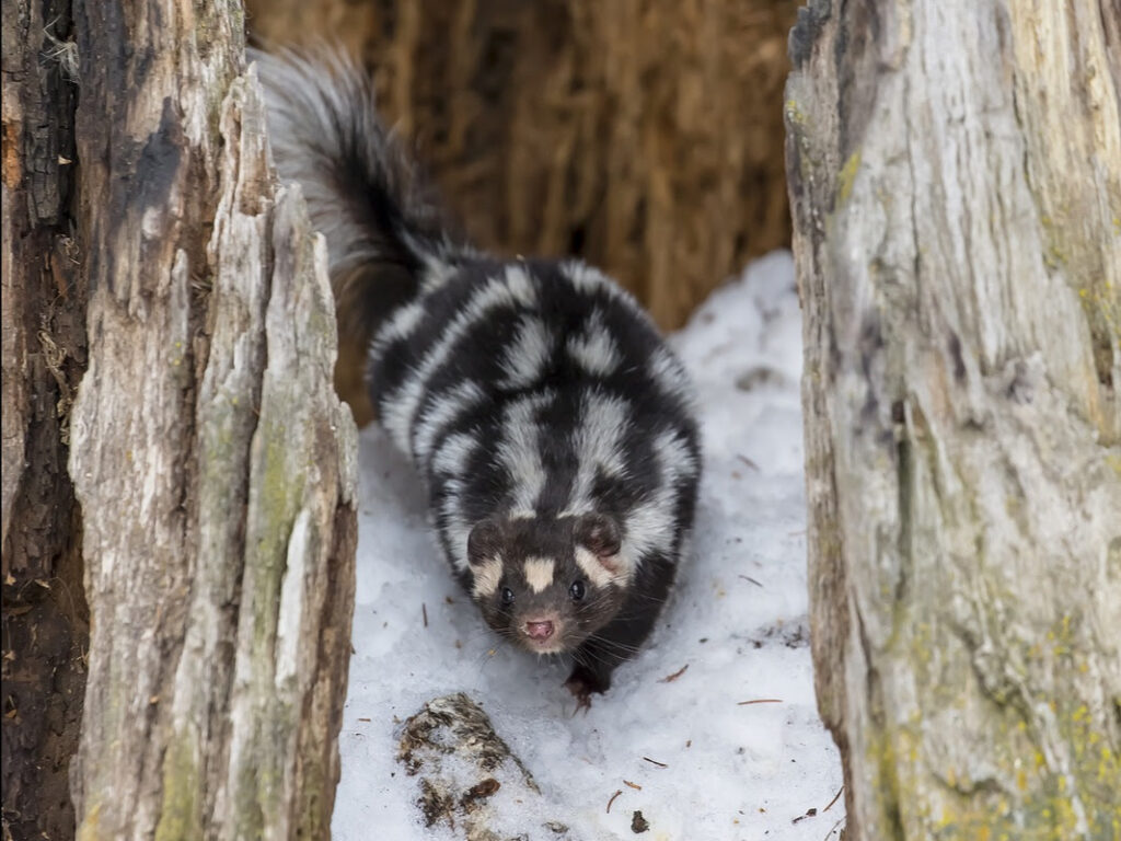 Misunderstood Mesos: Spotted Skunks