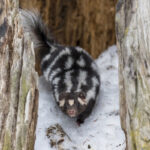 Misunderstood Mesos: Spotted Skunks