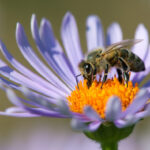 Non-Native Species Aren't Always A Problem
