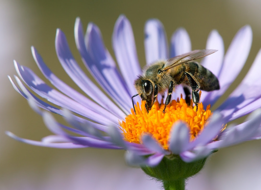 Non-Native Species Aren't Always A Problem