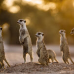 Watch: Behind the Scenes Filming Wildlife in Africa