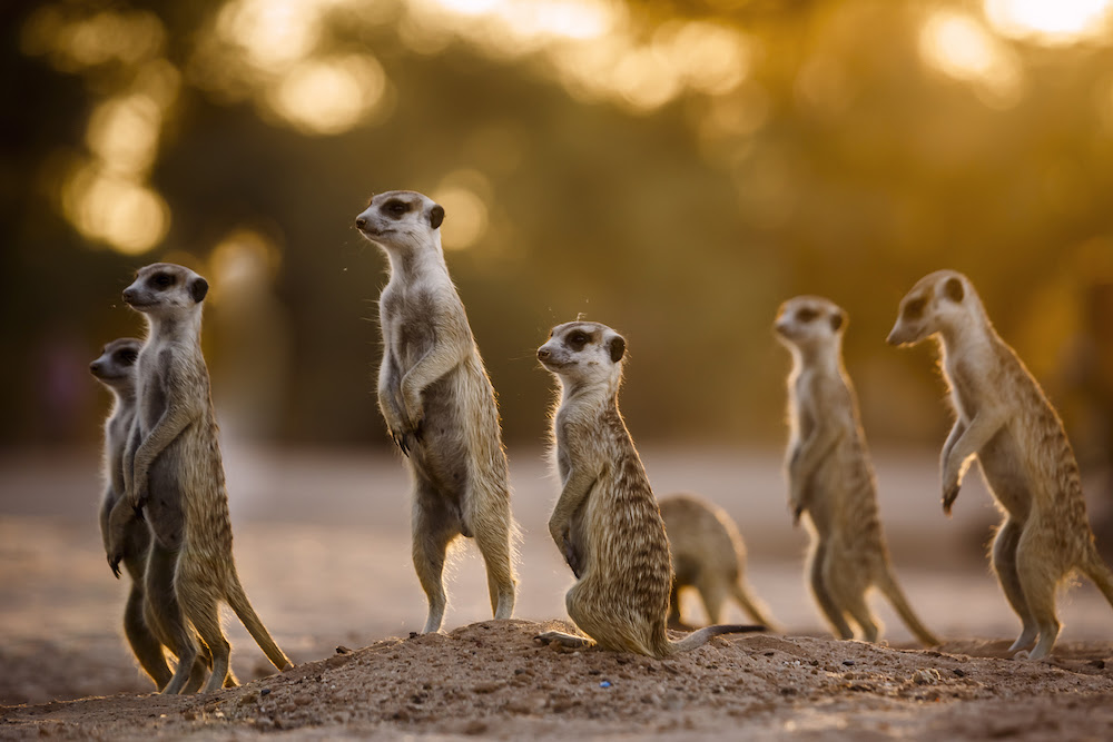 Watch: Behind the Scenes Filming Wildlife in Africa