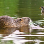 Keep Up with Canines Assisting Conservation