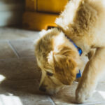 How Are Scent Dogs Trained?