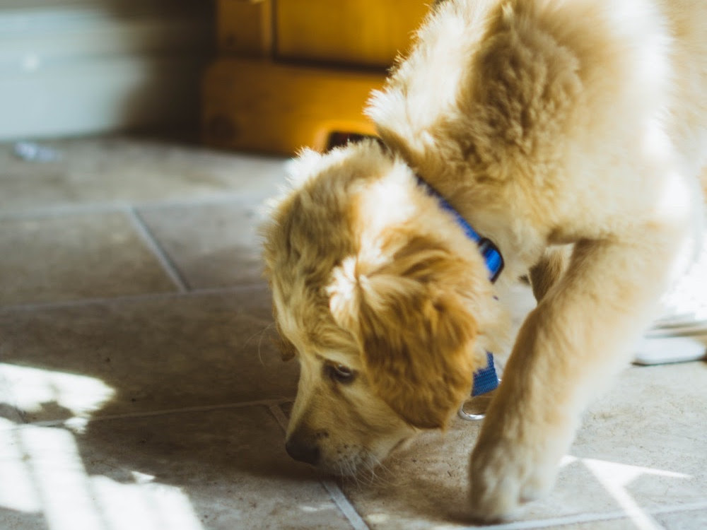 How Are Scent Dogs Trained?