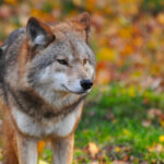 Listen: Our Talk With Oregon Wild’s Rob Klavins
