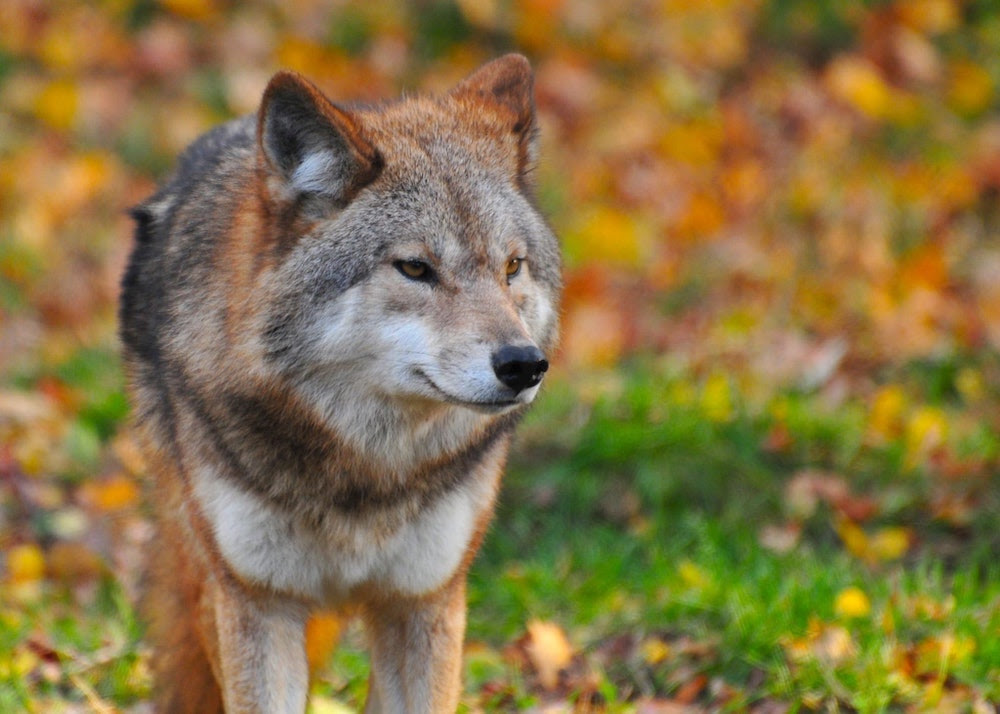 Listen: Our Talk With Oregon Wild’s Rob Klavins
