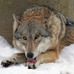 Adaptations To Keep Warm In Winter