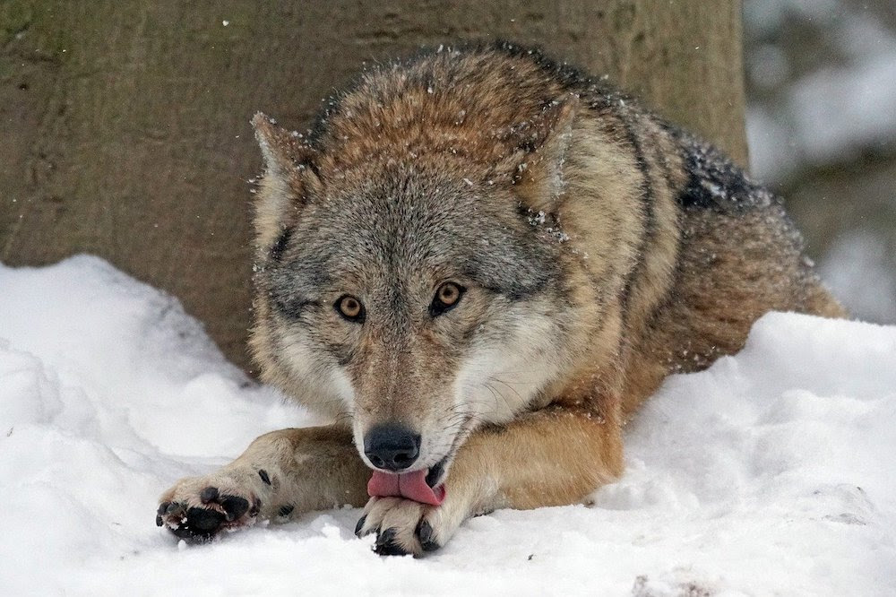 Adaptations To Keep Warm In Winter