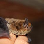 Little Brown Bats Face Disease