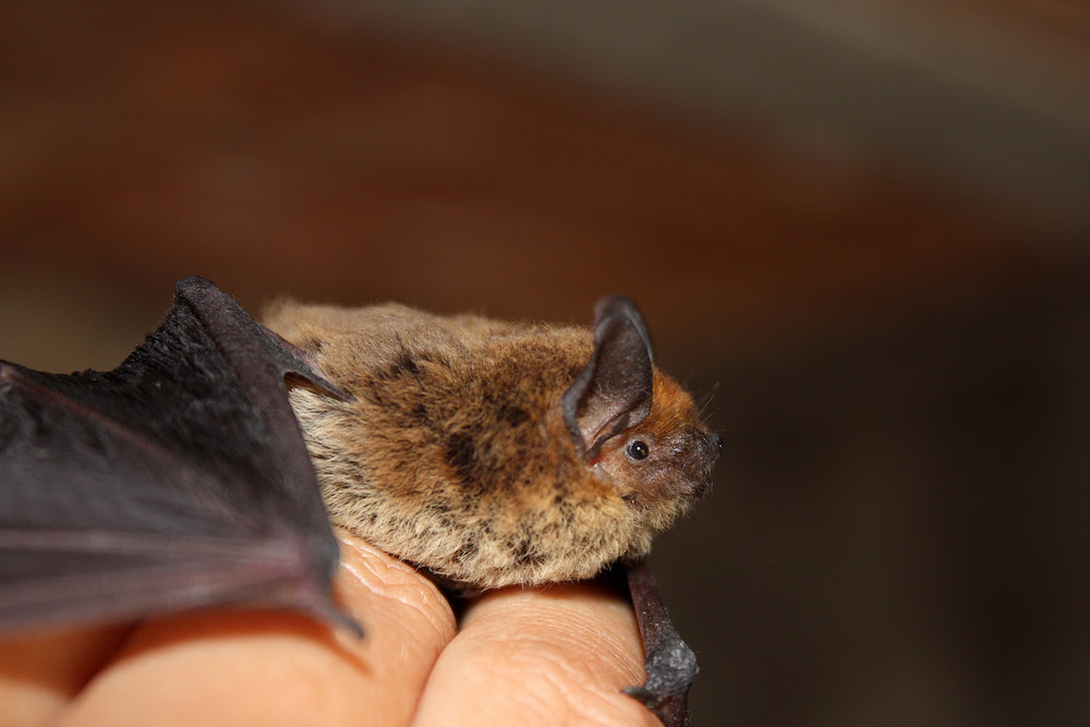 Little Brown Bats Face Disease