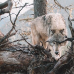Hunting Tactics of Solitary and Pack Hunters