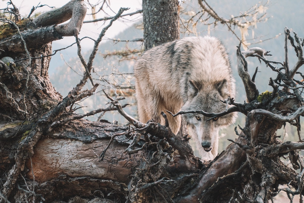 Hunting Tactics of Solitary and Pack Hunters
