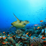 A hawksbill sea turtle swims in a deep sea surrounded by fish and coral reef.
