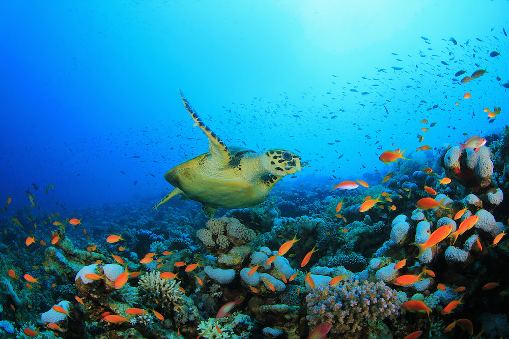 A hawksbill sea turtle swims in a deep sea surrounded by fish and coral reef.