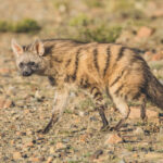 An Aardwolf comes out at sunset to forage in Southern Africa.