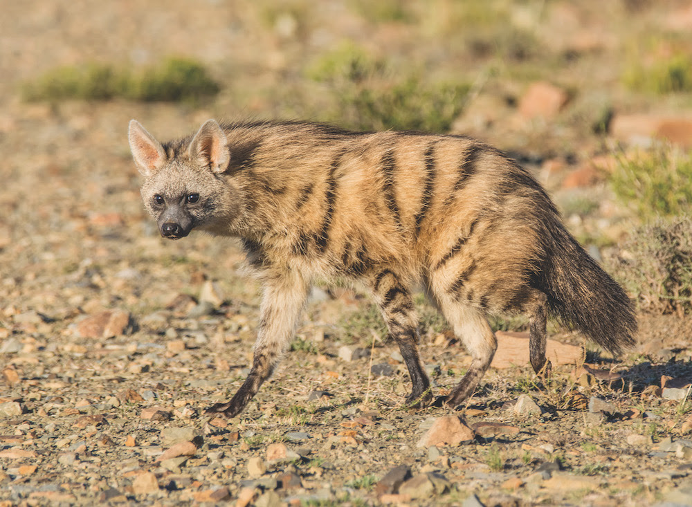 An Aardwolf comes out at sunset to forage in Southern Africa.