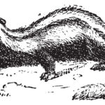 Striped Polecat illustration in black and white ink