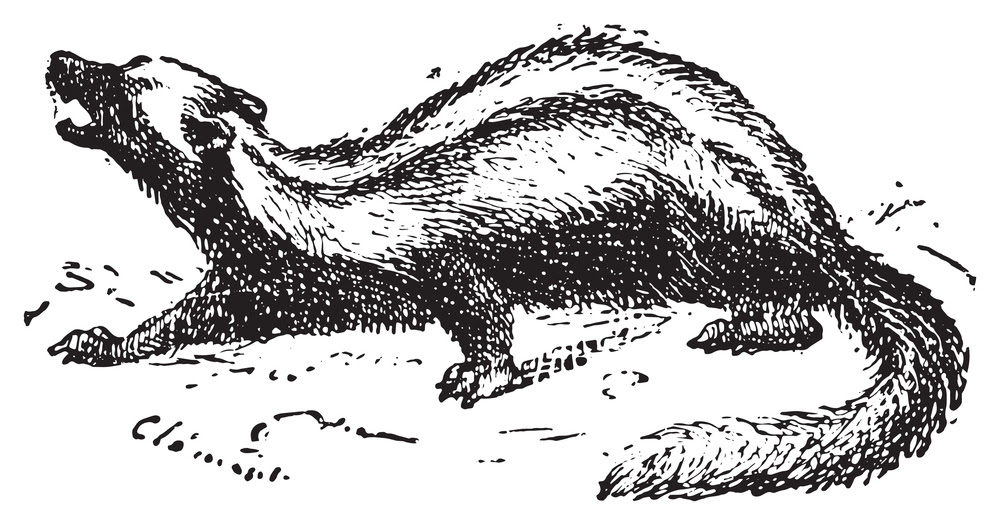 Striped Polecat illustration in black and white ink