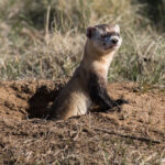 A Black-footed Ferret emerges from his burrow in a grassy field.