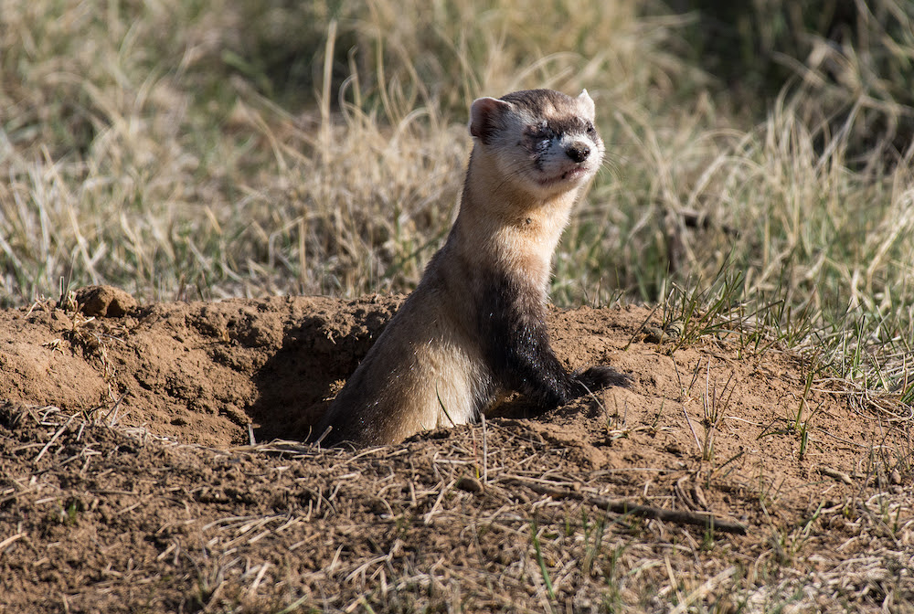 A Black-footed Ferret emerges from his burrow in a grassy field.
