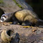 european polecat