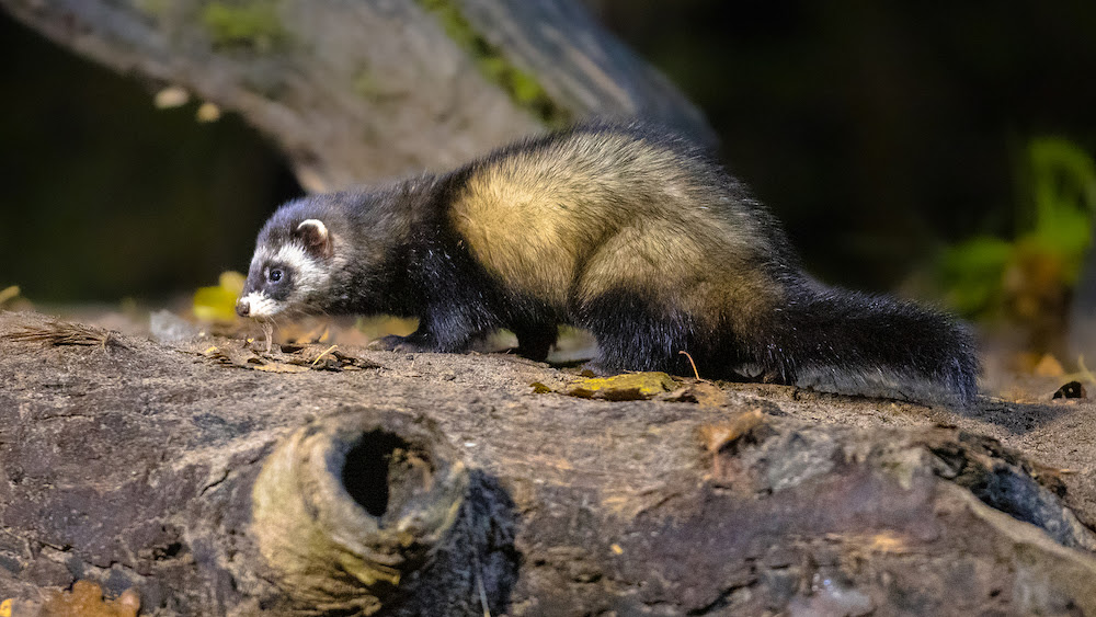 european polecat