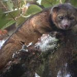 Olinguito