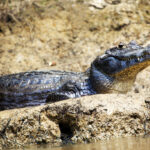 Closeup of a Black Caiman (Melanosuchus niger) sitting along banks of river with jaw open in the Pampas del Yacuma, Bolivia.