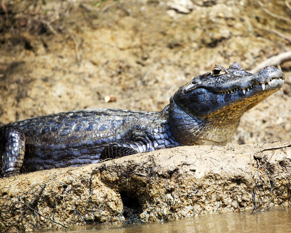 Closeup of a Black Caiman (Melanosuchus niger) sitting along banks of river with jaw open in the Pampas del Yacuma, Bolivia.