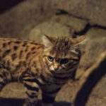 Black-footed cat Felis nigripes is the smallest cat found in Africa