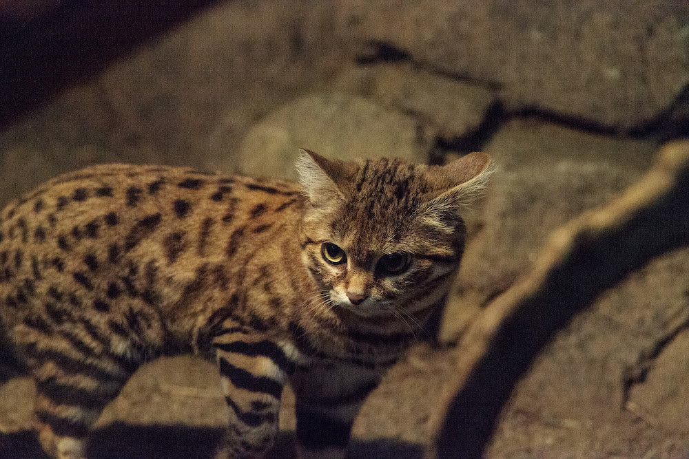 Black-footed cat Felis nigripes is the smallest cat found in Africa